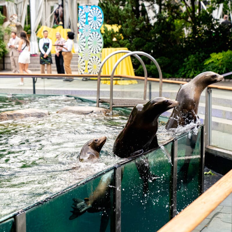 Seals at Central Park Zoo during a corporate event