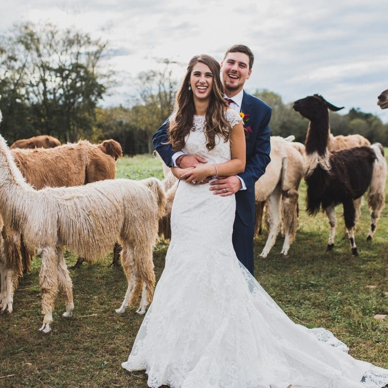 A married couple posing with llamas