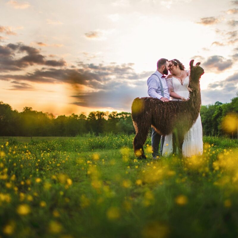 A married couple posing with a single llama